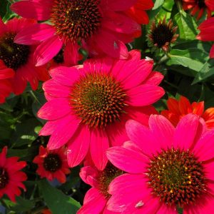 ECHINACEA SOMBRERO `TRES AMIGOS`
