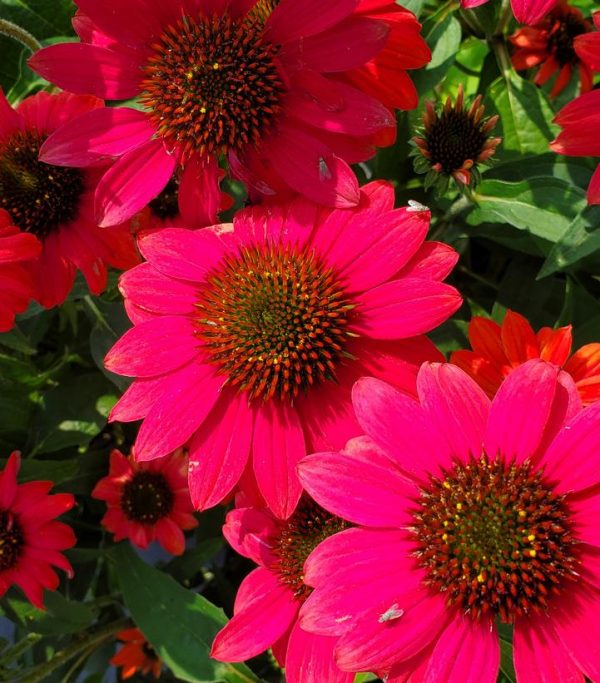 ECHINACEA SOMBRERO `TRES AMIGOS`
