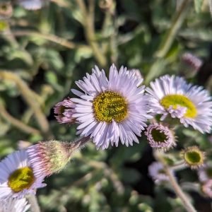 ERIGERON `LYNNHAVEN CARPET`