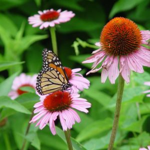ECHINACEA PURPUREA `MAGNUS`