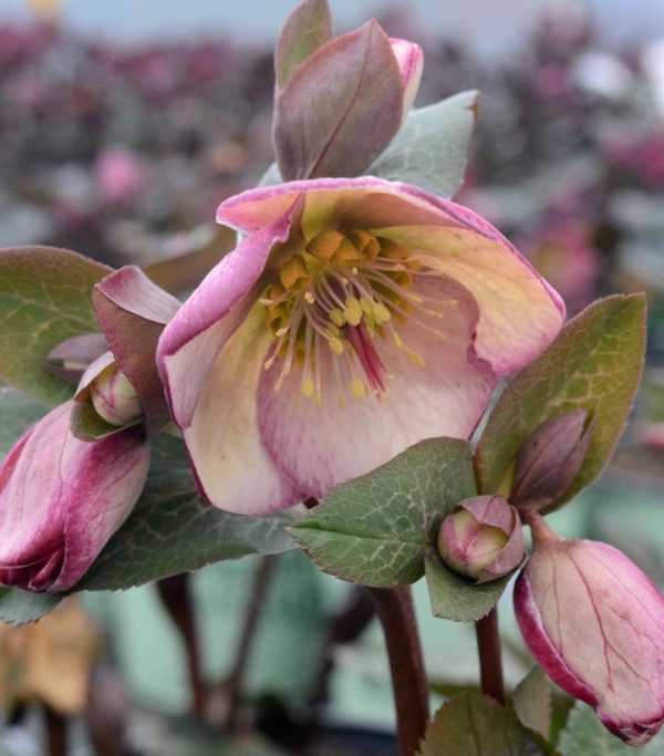 HELLEBORUS X FROSTKISS `GLENDA`S GLOSS`