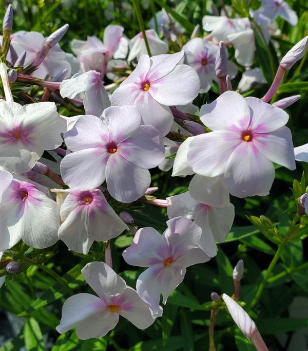 PHLOX `OPENING ACT PINK-A-DOT`