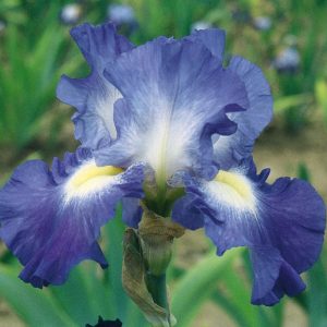 IRIS GERMANICA `CITY LIGHTS` (BLUE)