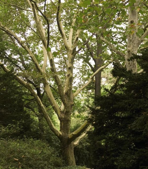 PLATANUS X ACERIFOLIA `BLOODGOOD`