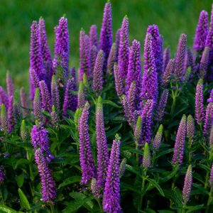 VERONICA MS `PURPLE ILLUSION`