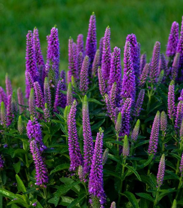 VERONICA MS `PURPLE ILLUSION`