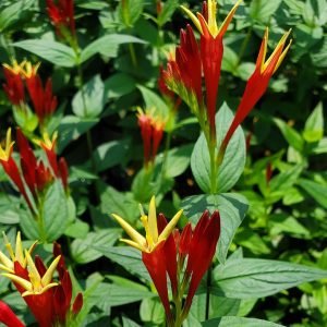 SPIGELIA MARILANDICA `LITTLE REDHEAD`