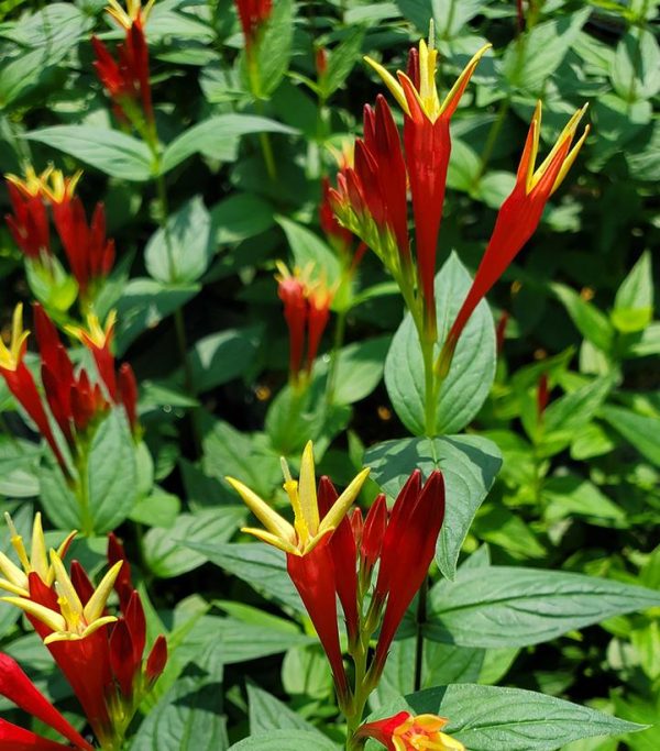 SPIGELIA MARILANDICA `LITTLE REDHEAD`