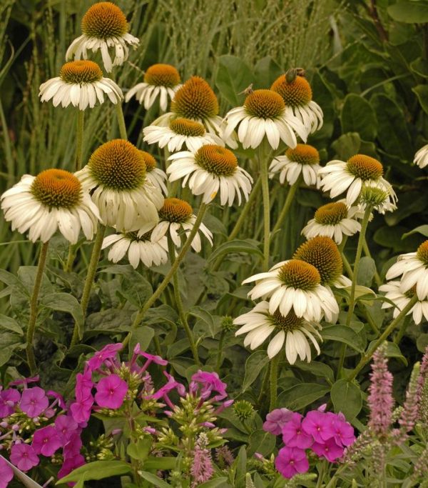 ECHINACEA PURPUREA `WHITE SWAN`