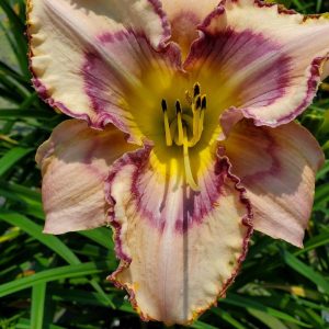 HEMEROCALLIS `HANDWRITING ON THE WALL`