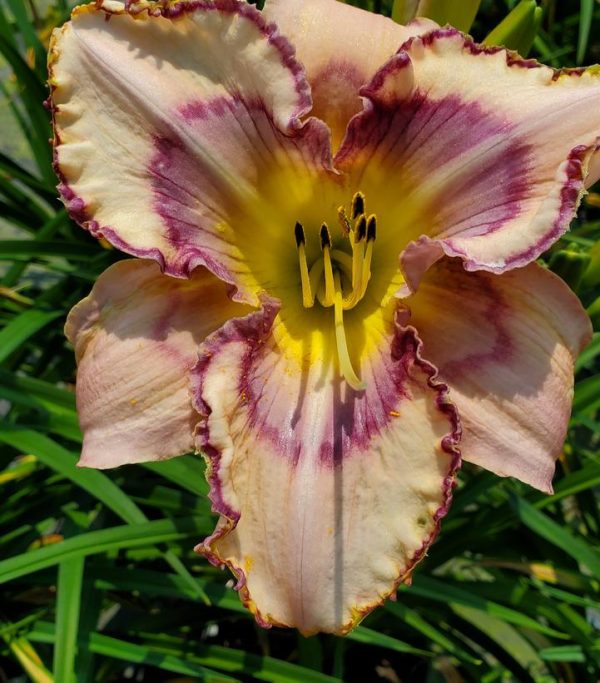 HEMEROCALLIS `HANDWRITING ON THE WALL`