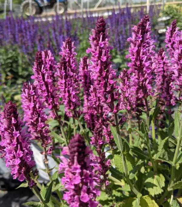 SALVIA `PINK PROFUSION`