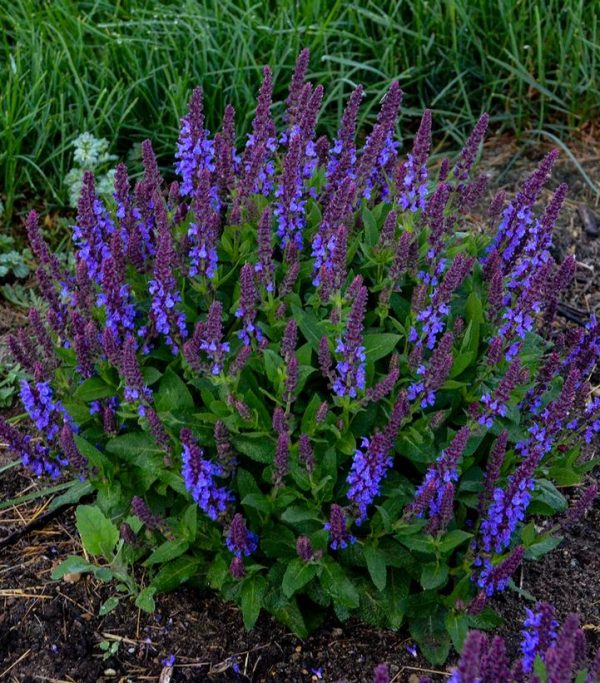 SALVIA `VIOLET PROFUSION`