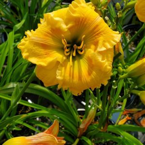 HEMEROCALLIS RAINBOW RHYTHM `ORANGE SMOOTHIE`
