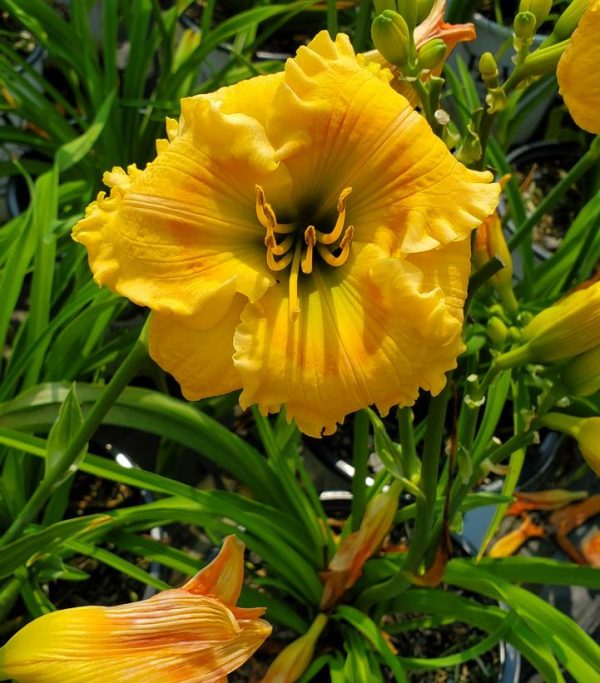 HEMEROCALLIS RAINBOW RHYTHM `ORANGE SMOOTHIE`