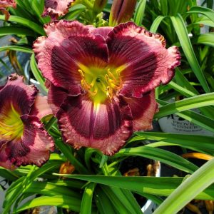 HEMEROCALLIS RAINBOW RHYTHM `STORM SHELTER`