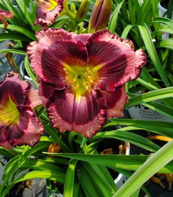 HEMEROCALLIS RAINBOW RHYTHM `STORM SHELTER`
