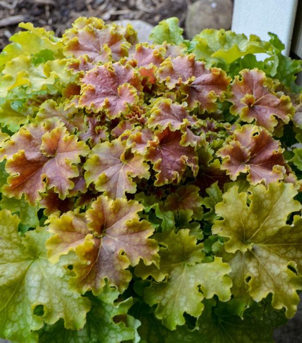 HEUCHERA DOLCE `APPLE TWIST`