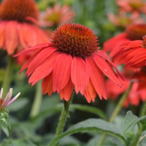 ECHINACEA SOMBRERO `SALSA RED`
