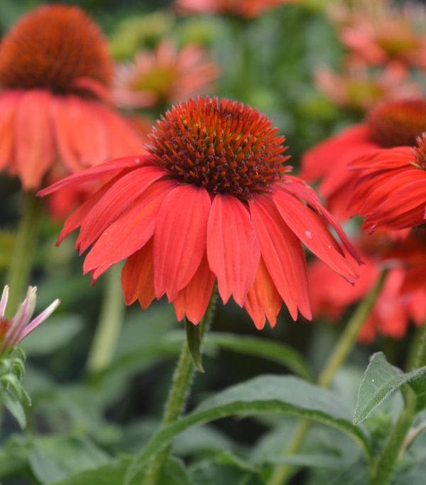ECHINACEA SOMBRERO `SALSA RED`