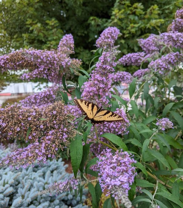 BUDDLEIA `GRAND CASCADE`