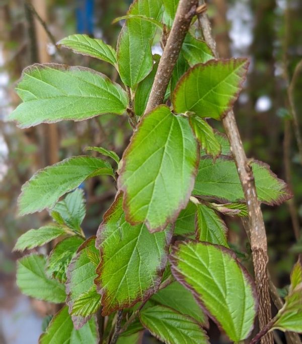 PARROTIA PERSICA `PERSIAN SPIRE`