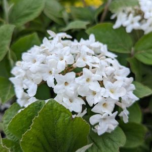 VIBURNUM CARLESII `SPICE ISLAND`