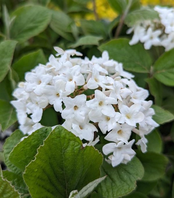 VIBURNUM CARLESII `SPICE ISLAND`