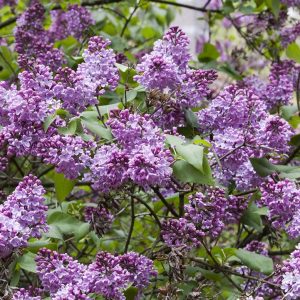 SYRINGA VULGARIS