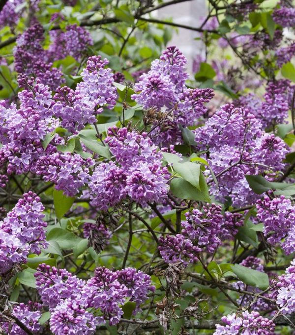 SYRINGA VULGARIS