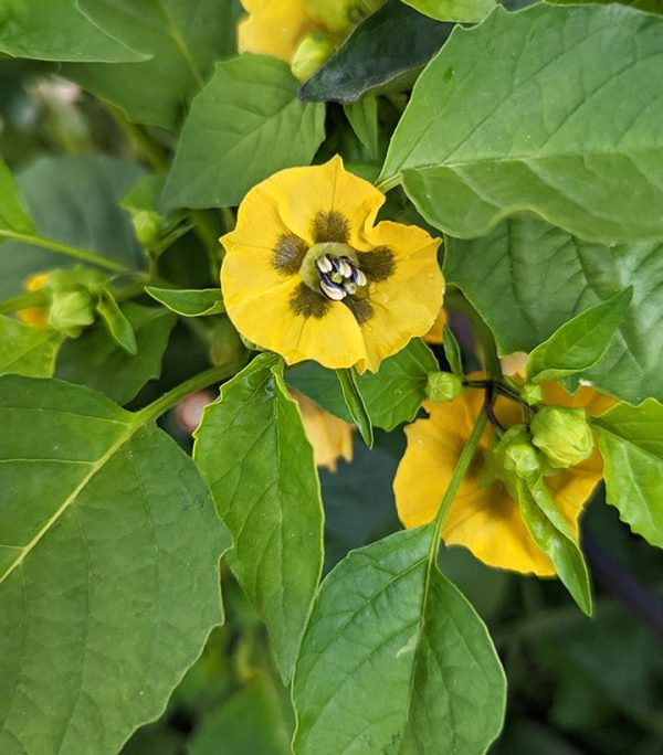 TOMATILLO `TAMAYO`