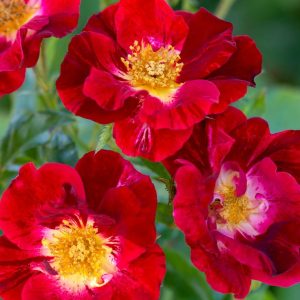 ROSA `RED STREAMER` - CL