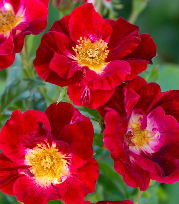 ROSA `RED STREAMER` - CL
