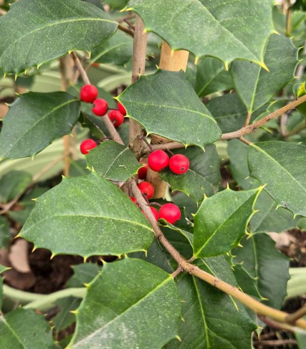 ILEX OPACA `SATYR HILL` - FEMALE