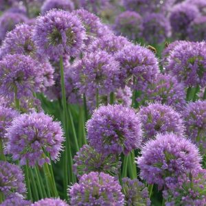 ALLIUM `SERENDIPITY`