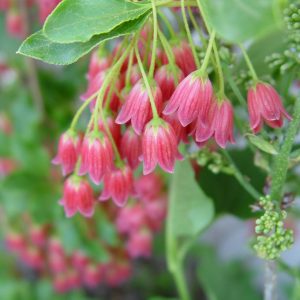 ENKIANTHUS CAMPANULATUS `SHOWY LANTERN`