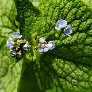 BRUNNERA MACROPHYLLA `JACK OF DIAMONDS`