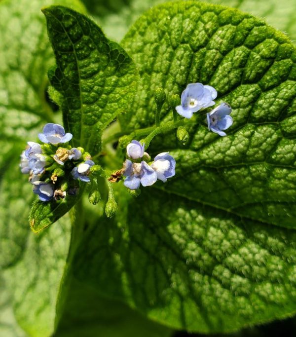 BRUNNERA MACROPHYLLA `JACK OF DIAMONDS`