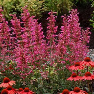 AGASTACHE `MORELLO`