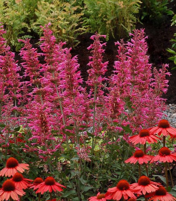 AGASTACHE `MORELLO`
