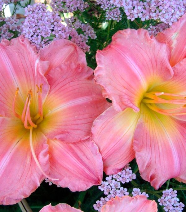 HEMEROCALLIS `JOLYENE NICHOLE`