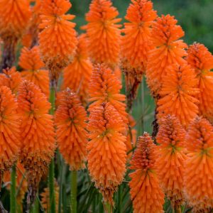 KNIPHOFIA PYROMANIA `ORANGE BLAZE`