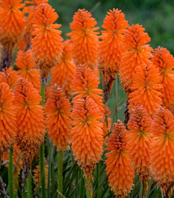 KNIPHOFIA PYROMANIA `ORANGE BLAZE`