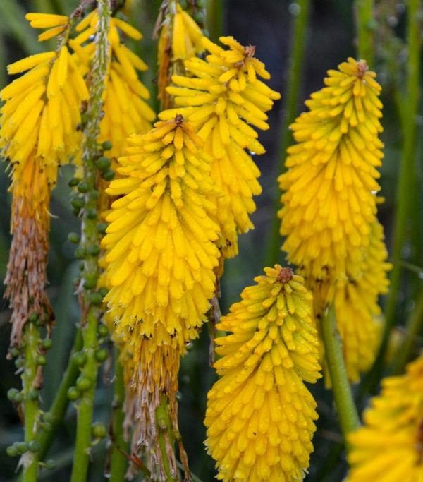 KNIPHOFIA PYROMANIA `SOLAR FLARE`
