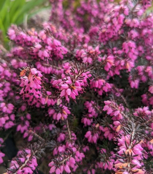 ERICA `KRAMER`S RED`