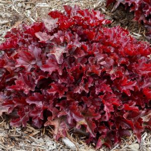 HEUCHERA DOLCE `CHERRY TRUFFLES`