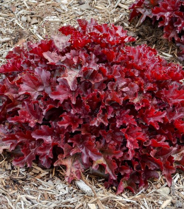 HEUCHERA DOLCE `CHERRY TRUFFLES`