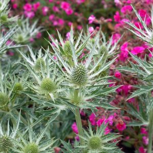 ERYNGIUM `BIG BLUE`