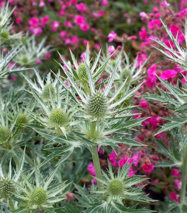 ERYNGIUM `BIG BLUE`