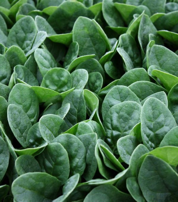 SPINACH `SEASIDE`